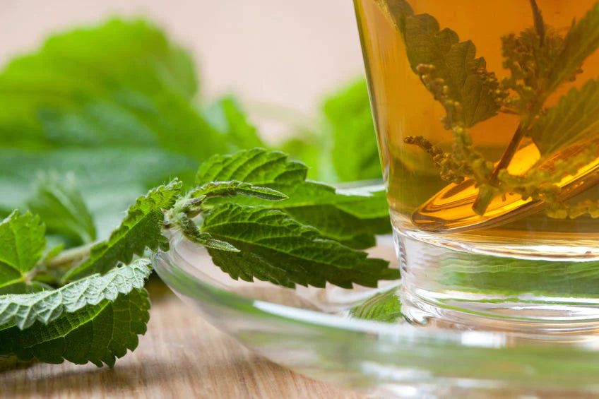 Nettle Leaf Tea for Kidney Health