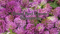 Red Clover herb for Women’s Wellness