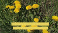 Dandelion root tea benefits