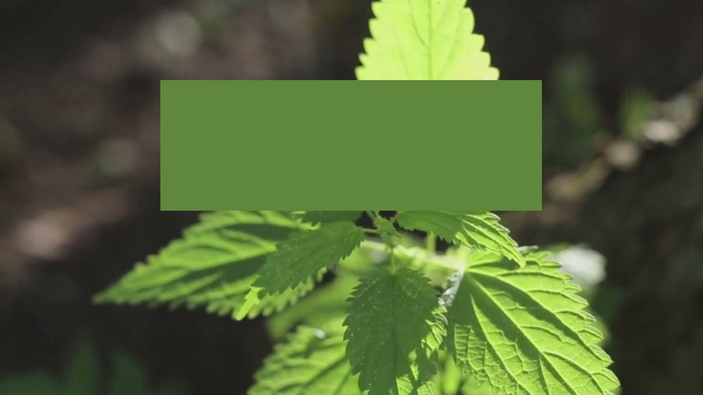 Why to Choose BestSource Nutrition's Nettle leaf herb